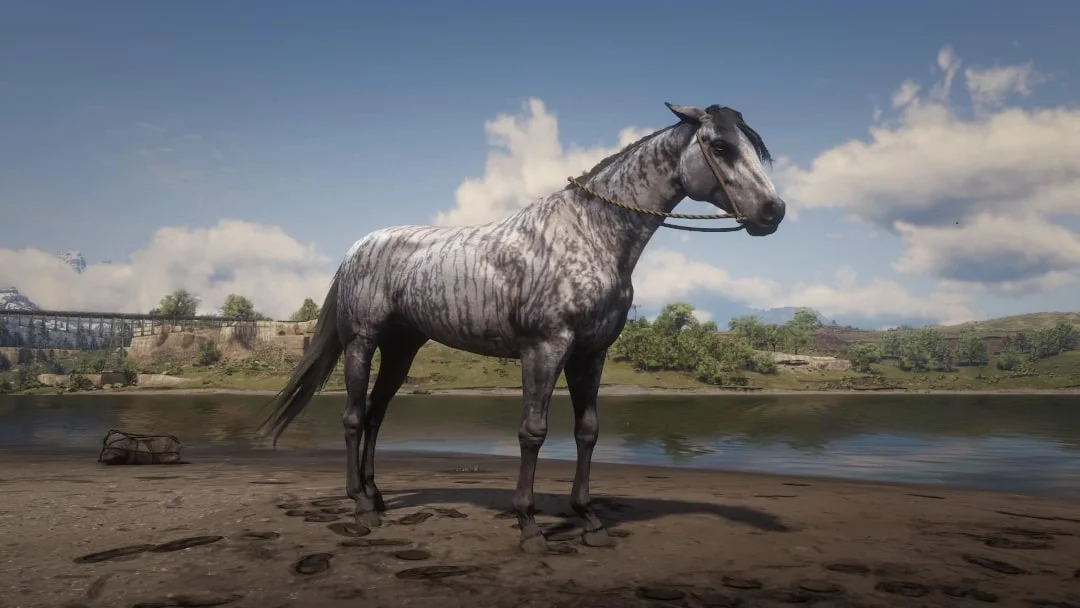 RDR 2 Thoroughbred